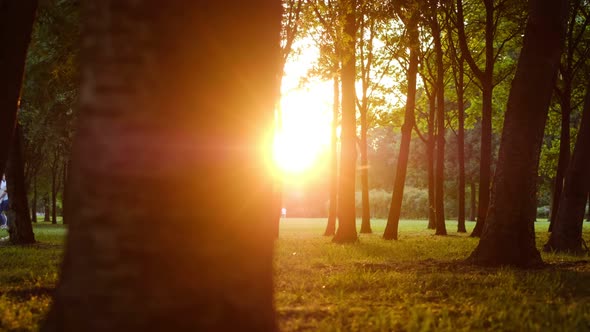 Rays of the Sun Make Their Way Between the Trunks of Trees in a Public Park at Sunset in Summer