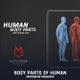Human Body Parts With Alpha - VideoHive Item for Sale