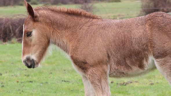 Young stallion with wet fur after a rainy day walks through the meadow.