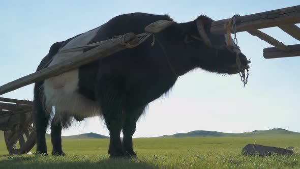 Traditional Tumbrel and Black Yak Steer in Rural Meadow