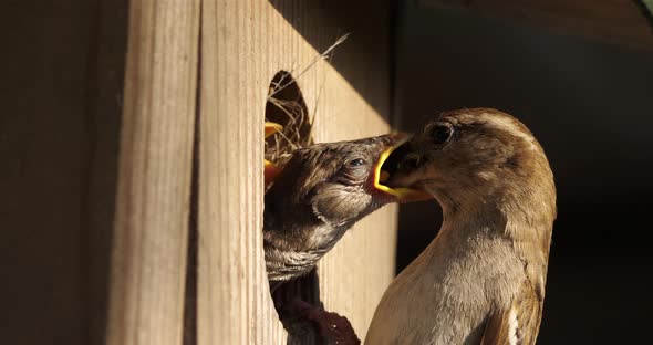 House sparrows .Parents giving food to young birds