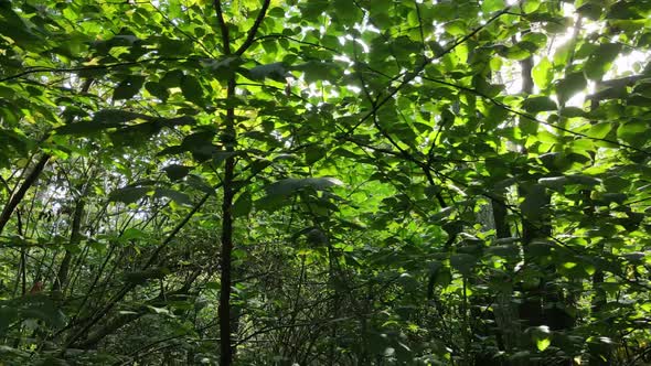 Green Forest with Trees By Day