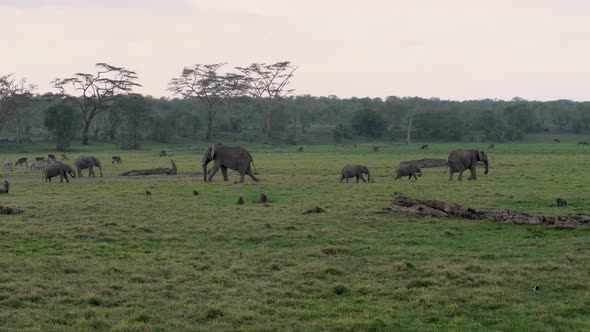 Herd Of African Elephants Antelopes Monkeys Zebras Graze On A Green Meadow