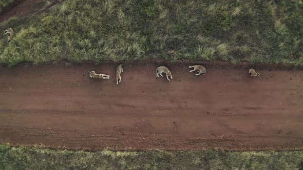 Aerial View of lions resting at sunset, Balule Nature Reserve, South Africa.