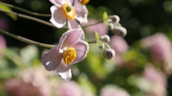 Japanese anemone hybrida flower shallow DOF slow-mo  footage