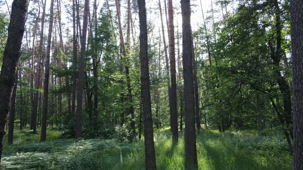 Beautiful Green Forest on a Summer Day Slow Motion