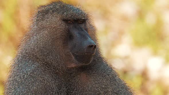 Medium Closeup of a Baboon Looking Up Into the Air