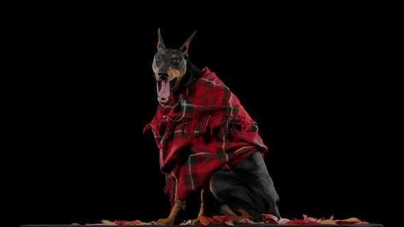 A Dobuerman Pinscher in a Red Plaid Blanket Sits on Fallen Leaves and Yawns Wide in Slow Motion