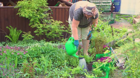 A Woman in a Hat Pours Water Over a Hole and Plants a Young Rose There