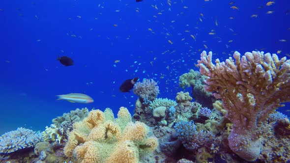 Underwater Scene Marine Life