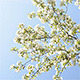 Blooming apple tree with blue sky - VideoHive Item for Sale