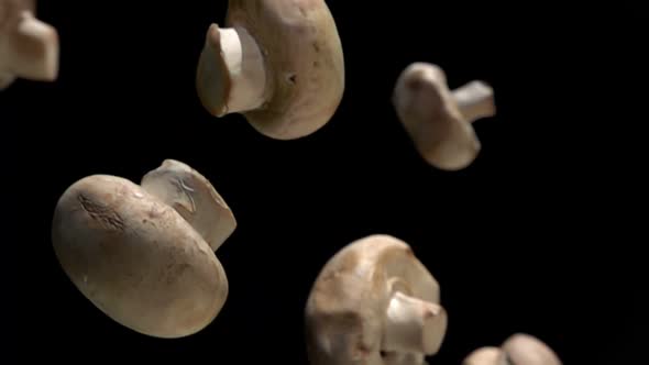 Closeup of the Champignon Mushrooms Falling Down on the Black Background