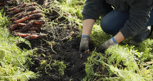 Female Hands Pluck Carrots In The Field And Shake The Ground