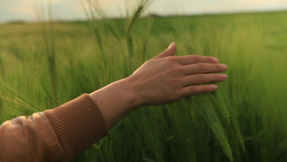 Girls Hand Playing In a Wheat Field