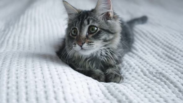 Gray Striped Kitten Turning Its Head Hunting Sitting in Front of the Camera Closeup