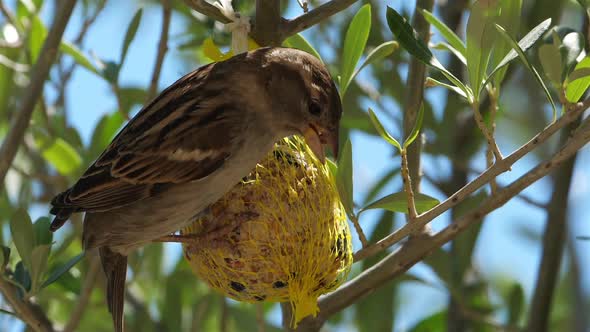 House sparrow eating on a birdfeeder