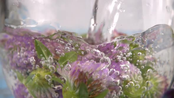 Brewing a tisanes from red clover in a transparent cup. Slow motion.