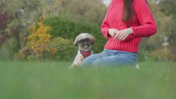 Lady Throws Small Stick Playing with Funny Shih Tzu Dog