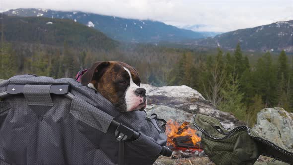 Cute and Adorable Female Boxer Dog Laying on a Cozy Camping Chair