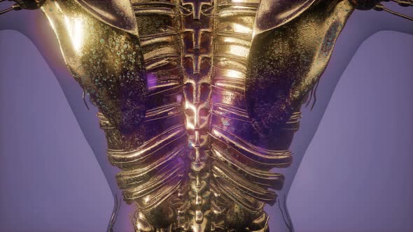 Human Body with Visible Skeletal Bones alt