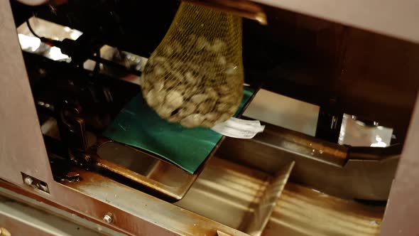 Production Line Fills and Transports Bags with Raw Oysters