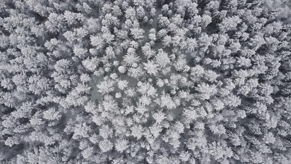 Winter Forest Snow Pine Trees Landscape Drone Shooting  Video