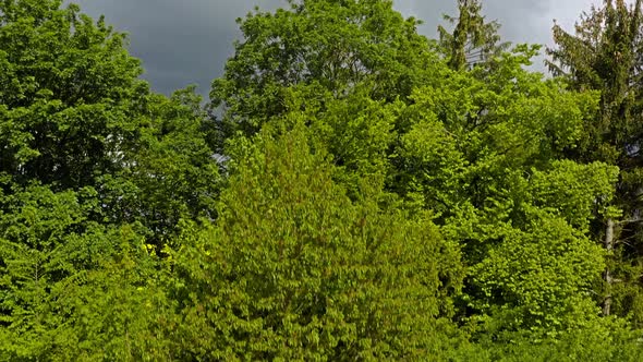 Crane shot starting behind some trees with a bench, raising up to reveal a beautiful wide field of y