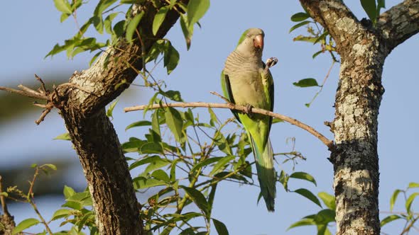 Beautiful wildlife composition capturing an elegant monk parakeet, myiopsitta monachus, perching on