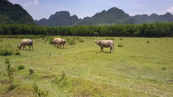 Big Buffaloes Graze on Green Field Against Ancient Mountains