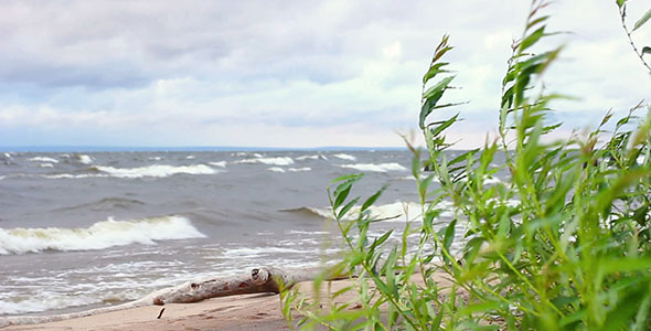 Green Leaves And Sea Waves