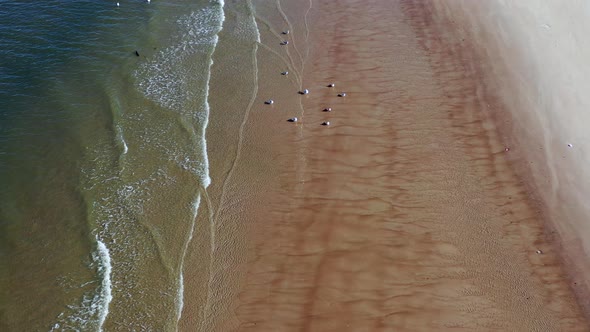 a low top down shot over a beach. The camera dollys forward & descends towards seagulls on the shore
