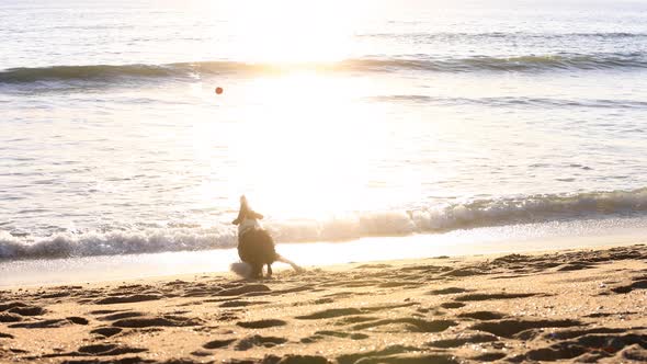 Man playing fetch with his dog on the beach at sunset.