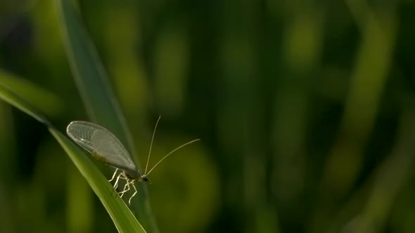A Grasshopper with a Long Mustache Sits on Thin Green Grass