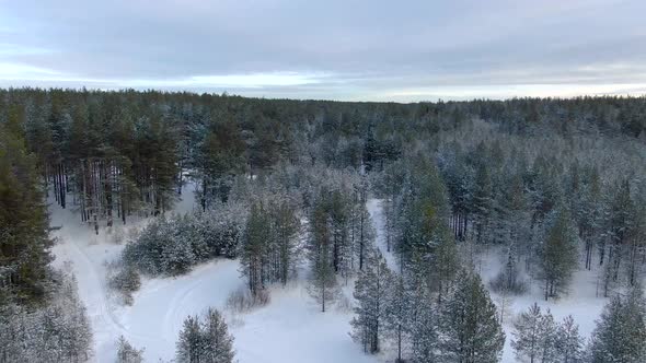 Flight Over a Taiga Forest in Winter