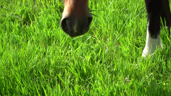 Good pasture contains most of the nutrition a horse requires to be healthy.