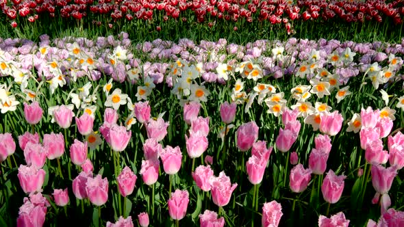 Blooming Tulips in Keukenhof Flower Garden. Lisse, the Netherlands