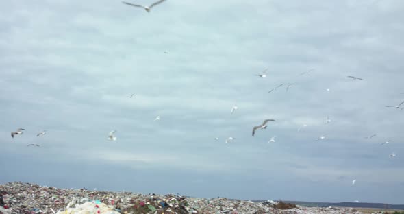 Background of Seagull Flock Flies Above Landfill Dump Site on Bright Sky Horizon