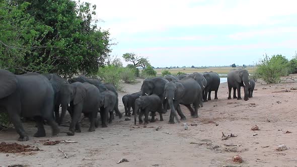 Large African Bush Elephant herd departs Chobe River after drinking