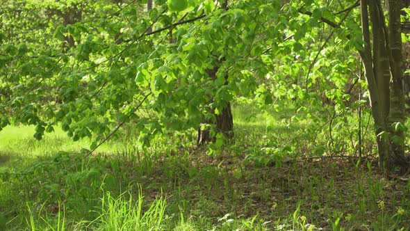 Beautiful Green Forest