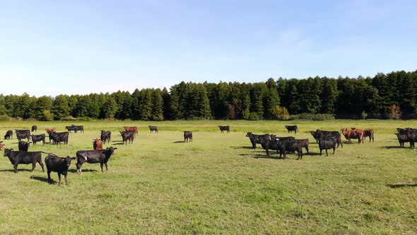 in Meadow on Green Grassy Field Many Brown and Black Pedigree Breeding Cows Bulls are Grazing