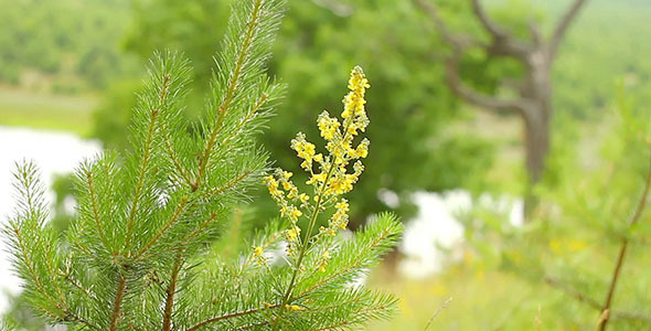 Little Pine Tree