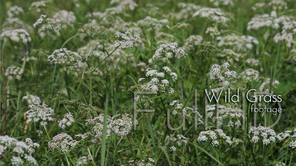 Wild Grass on Meadow