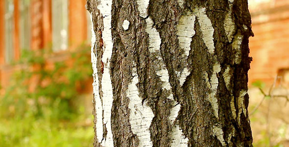 Birch Tree And Red Brick House alt