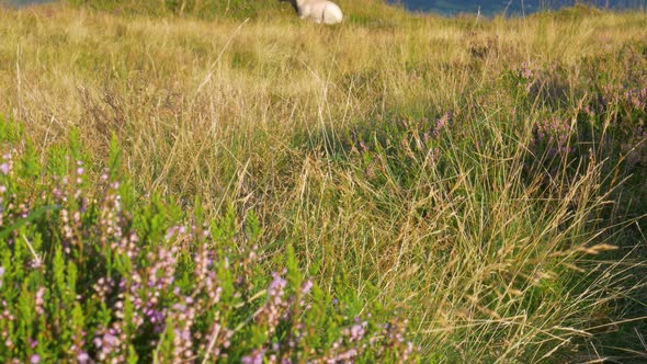 Tilt-up Revealing Shot Of A Lone Lamb Resting On The Grassland Near Heather Plants In The Wicklow Mo