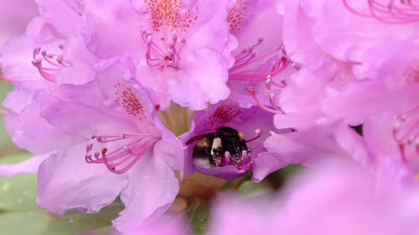 Bumblebee Collects Nectar on Pink Flowers in Summer Closeup