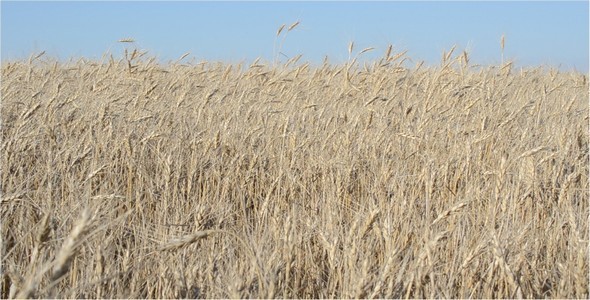 Wheat 4