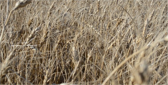 Wheat 6