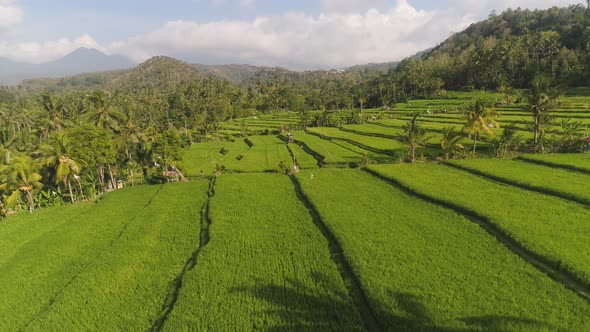 Rice Terraces and Agricultural Land in Indonesia