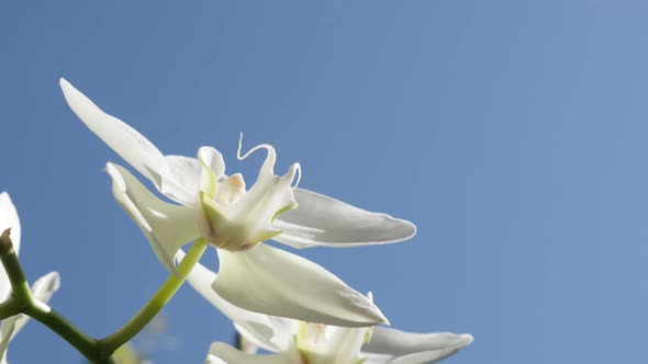 Blue sky behind Phalaenopsis amabilis   flower petals close-up 4K 2160p 30fps UltraHD footage - Whit