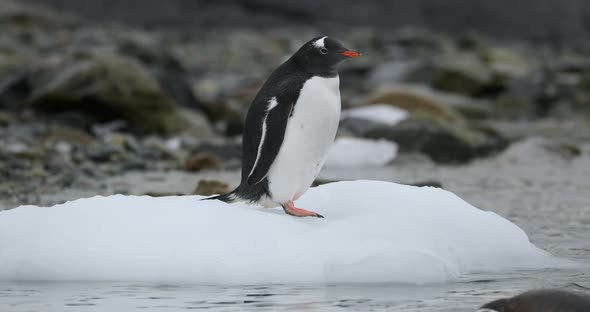 MS Gentoo Penguin (Pygoscelis papua) chicks in shallow water / Cuverville Island, Antarctica